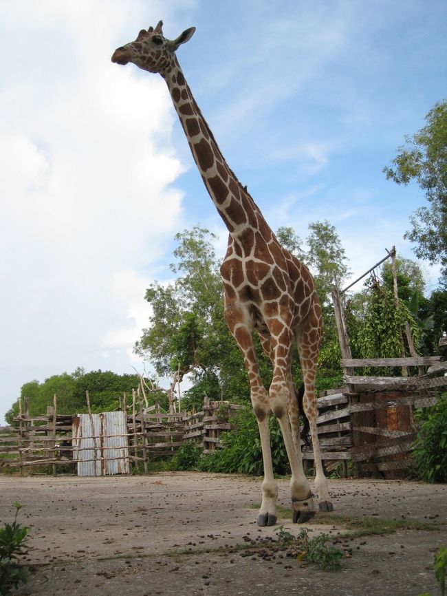 キリン<br />野生化したのは残念ながら見れませんでした