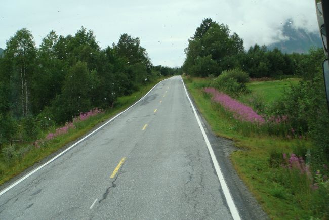 バスはヨステダール氷河の支流の一つであるボヤナ氷河へと向かっています。<br /><br />道路脇にはピンクのヤナギランが綺麗に咲いていました。