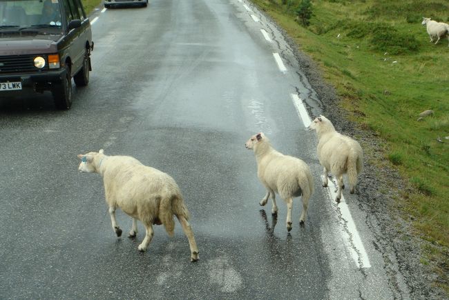 突然ヤギが道路に現われて・・・<br />親子でしょうか？車に引かれそうでハラハラしました。