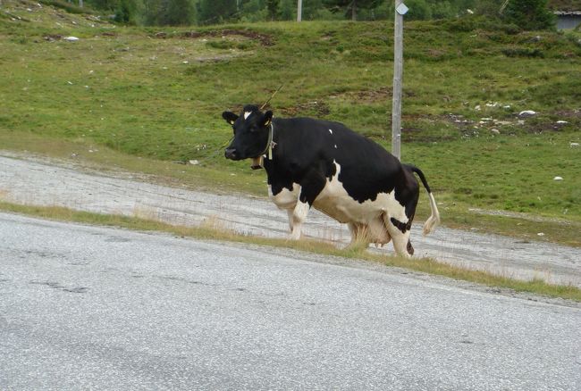 その様子をジーっと見ていた牛も、道路を渡り始めました。