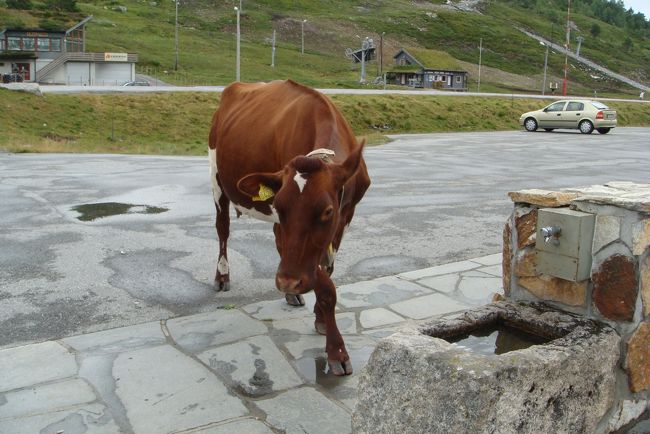 道路を横断して、牛がやって来ました。<br />歩くたびにカウベルがカランコロン鳴って可愛い。<br /><br />どうやらお水を飲みに来たみたいです。