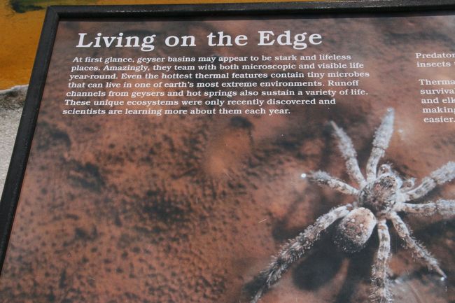 直訳です【端で生活すること一目したところ、間欠泉盆地は、硬直して生命がない場所であるように見えるかもしれません。驚くほど、それらは一年中の微視的・可視の生命と協力します。最も熱い熱の特徴さえ、地球のほとんどの極限環境のうちの1つに生きることができる、小さな微生物を含んでいます。間欠泉と温泉からの決勝戦チャンネルはさらに様々な生命を維持します。ユニークな生態系が元あったものは、単に最近発見されただけです。また、科学者は毎年、それらに関してもっと学習しています。】<br />