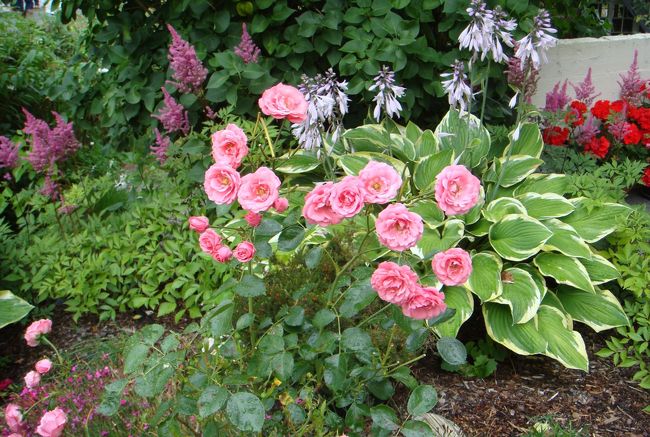 薔薇も咲いていました。<br />