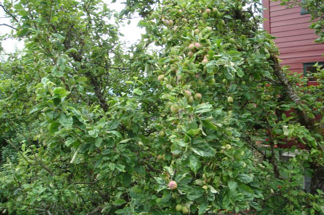 こちらの木はたくさん実が成っています。