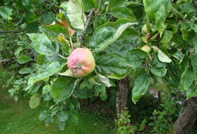 杏でしょうか？よく分かりません。