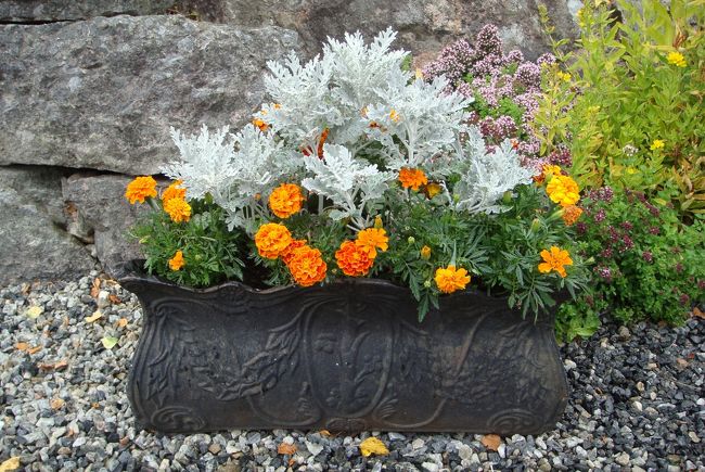 ホテルの近くで見つけた可愛い植込み。