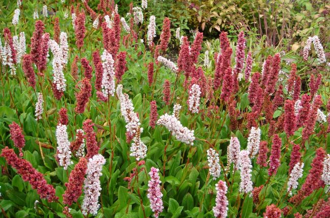 お花を写している時が一番幸せです。