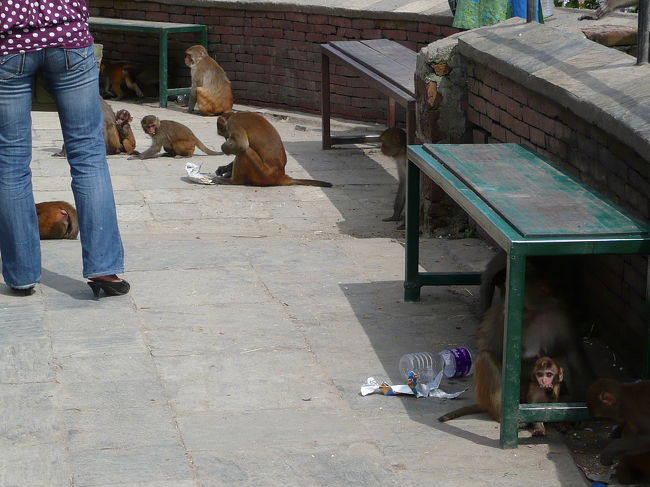 スワヤンブナート<br /><br />猿の寺とも言われるぐらい猿が多い。<br />