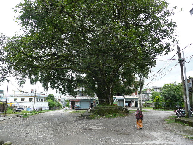 ポカラ　マヘンドラ・プルの近く<br /><br />あちこちの辻に巨木が大切にされていて、いい雰囲気です。<br />