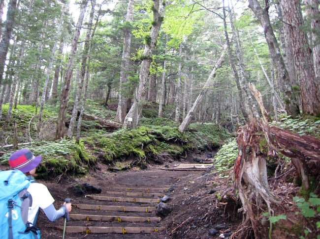 登り始めは、こんな木に囲まれての登山です。<br />下りの人とすれ違いがあって、疲れ方は色々でヘロヘロの人を見ると不安になる。