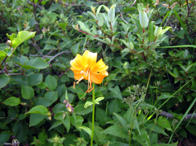 クルマユリ。<br />可愛い♪