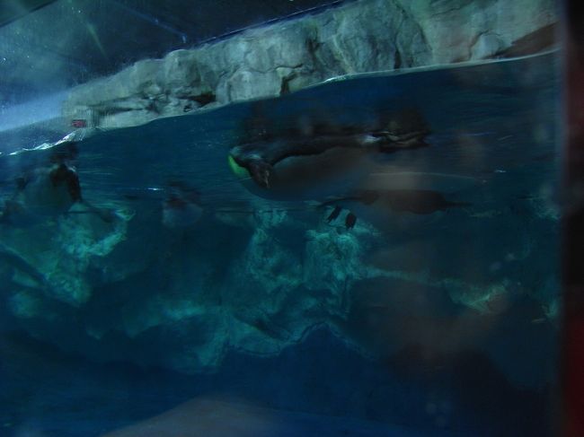 ペンギンだらけです！