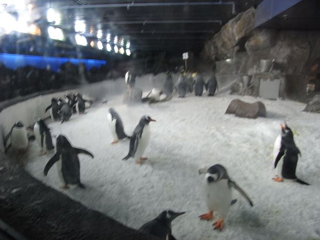 次から次へとどんどんペンギンが出て来ます。