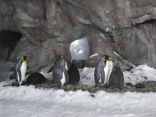 パタゴニアのコロニーの方が数は多いけど、狭い所にたくさんいるので迫力があります。<br />ペンギン好きにはお勧め。