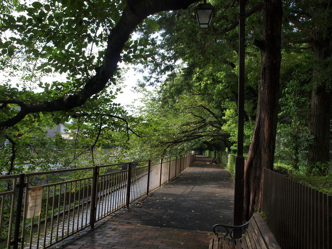 桜の木のトンネル