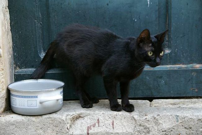 そんな思い出の後に入ったドブロクニクは何かとても落ち着いた町に感じられた。。。<br />しかしクロアチア随一の観光地は観光客で満員御礼状態。。。<br />毎日日本からも何組ものツアー客が訪れている。。。<br />旧市街は人の頭しか見えないような状態で、魔女の宅急便の映画の雰囲気に浸れるような状態でもなかった・・・<br />それでも黒猫を見つければジジと呼びながら写真を撮り、パン屋を探したりとドブロクニクを魔女の宅急便を楽しんでいた。。。<br />アドリア海は予想以上にきれいな海で町のビーチでも水は澄んでいた。。。<br />旧市街の横に島がありそこにもビーチがあるらしく、旧市街からボートが出ていると日本人の女性に教えてもらった。。。<br />そのときその人の口からその島のビーチはヌーディストビーチらしいよ。。。<br />えっこれは行くしかないと心に決めた瞬間、俺の心を読みあざ笑うかのように年配の人ばっかりらしいけどね・・・<br />だってよ・・・行くのやーめた・・・