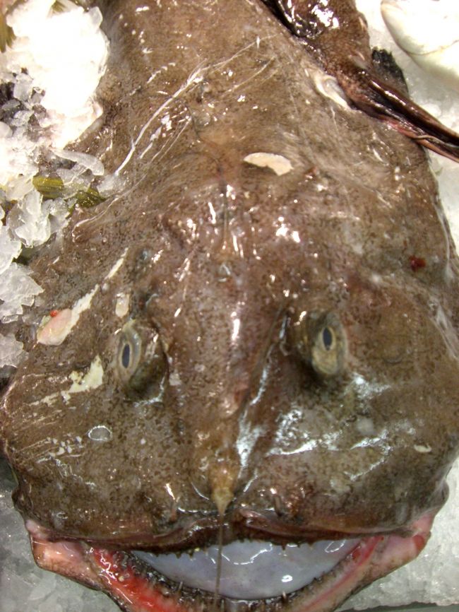 アンコウなども切り身ではなくオカシラ付きでドーンと。ぶら下がってるわけでもありません。