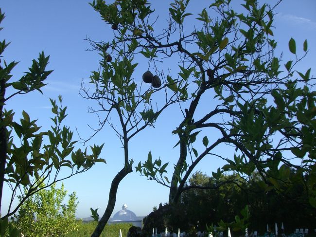 ポサーダの庭に植えられた果樹。<br />