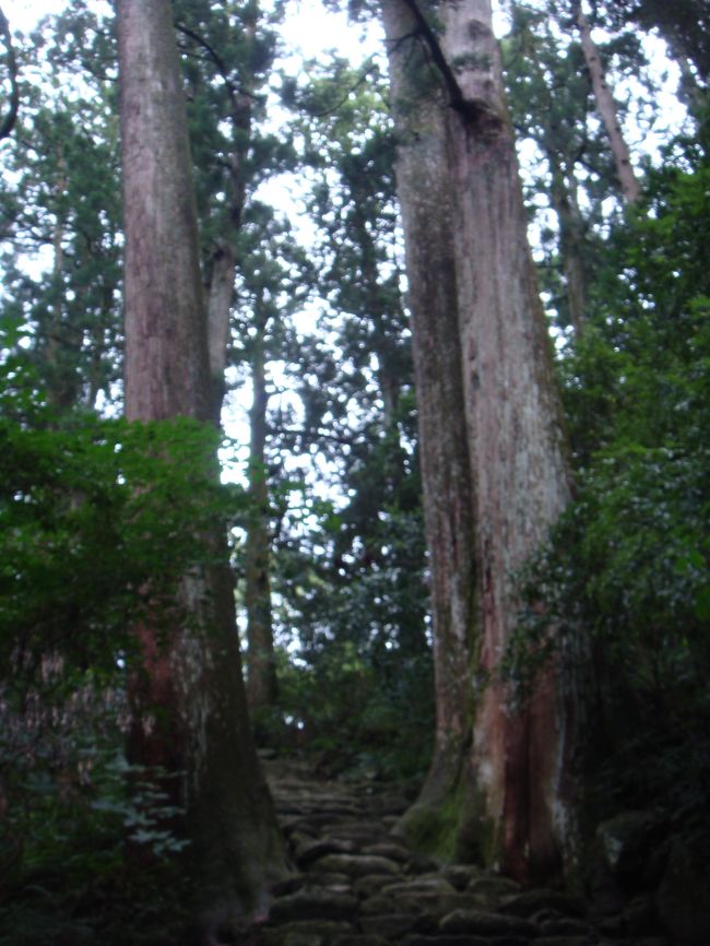 熊野古道ってこんな道の連続だったみたいですねー。