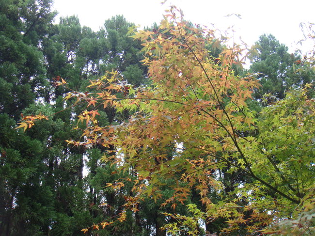 ちょっと秋に移り変わっているって感じで。