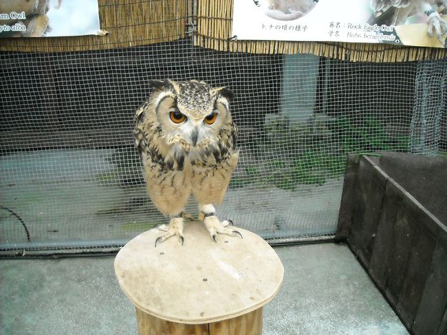 ここでは，フクロウをよく見かけます。