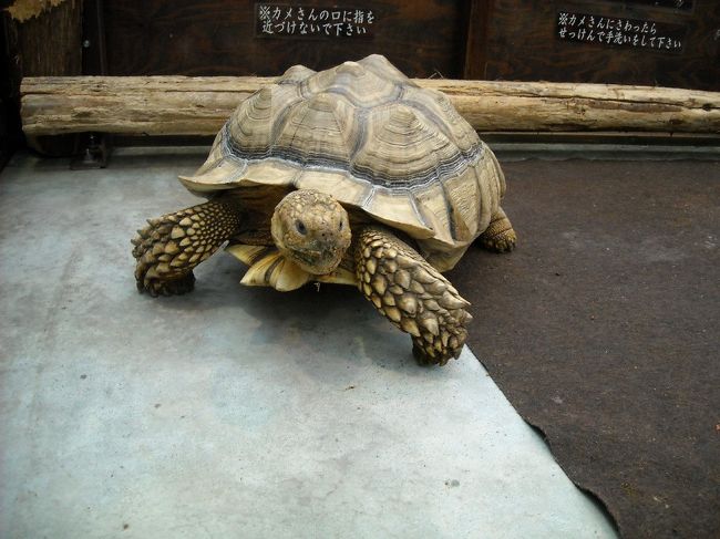 亀からガン見。