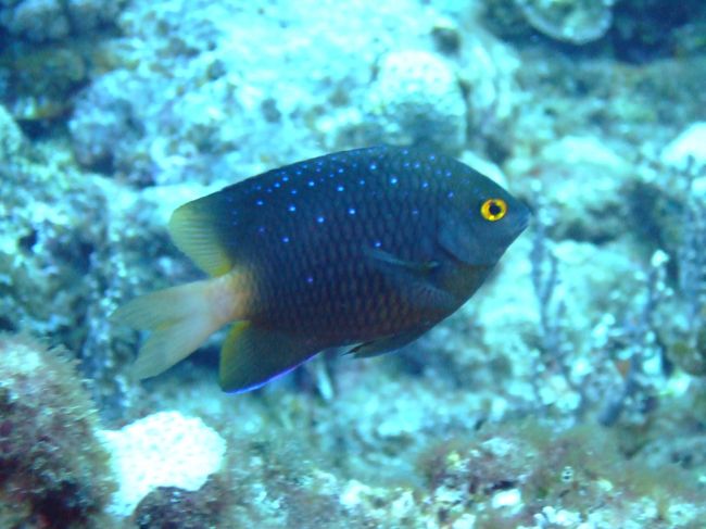 シチューガマ<br />ルリホシスズメダイ<br />縄張意識が強い