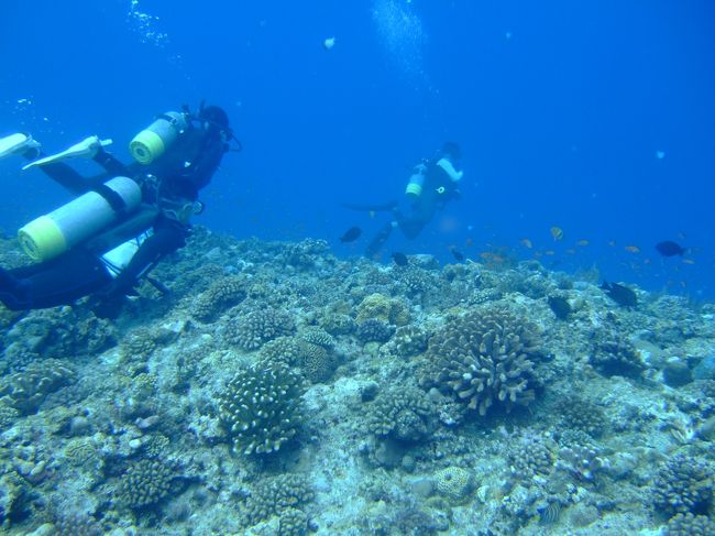 ２本目はウーマガイへ<br />ここも透明度が素晴らしいです！