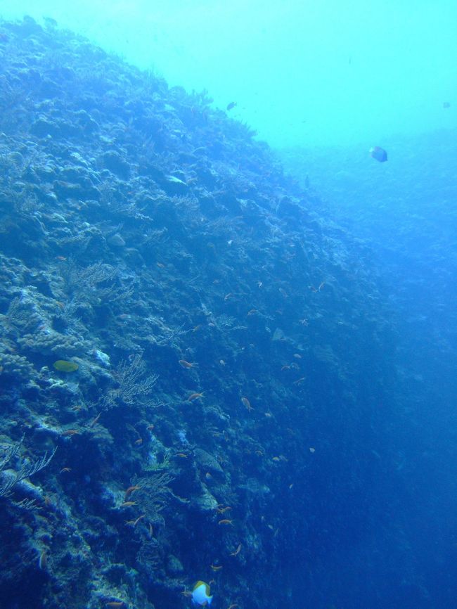 ウーマガイ<br />またも、３０ｍほど落ち込むドロップオフを潜降