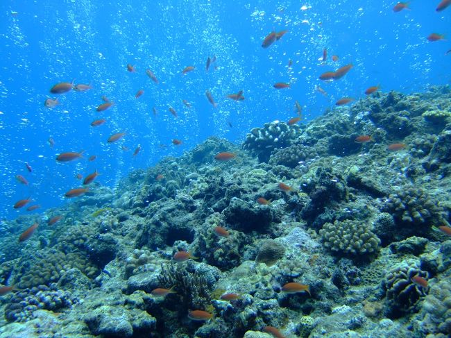 ウーマガイ<br />ダイバーの気泡が湧き上がる中を、キンギョハナダイが乱舞