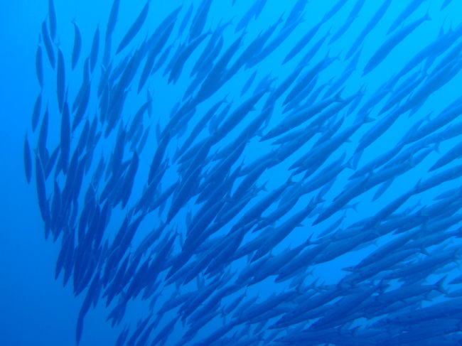 イマズニ<br />波のようにうねる群れに見とれてしまう