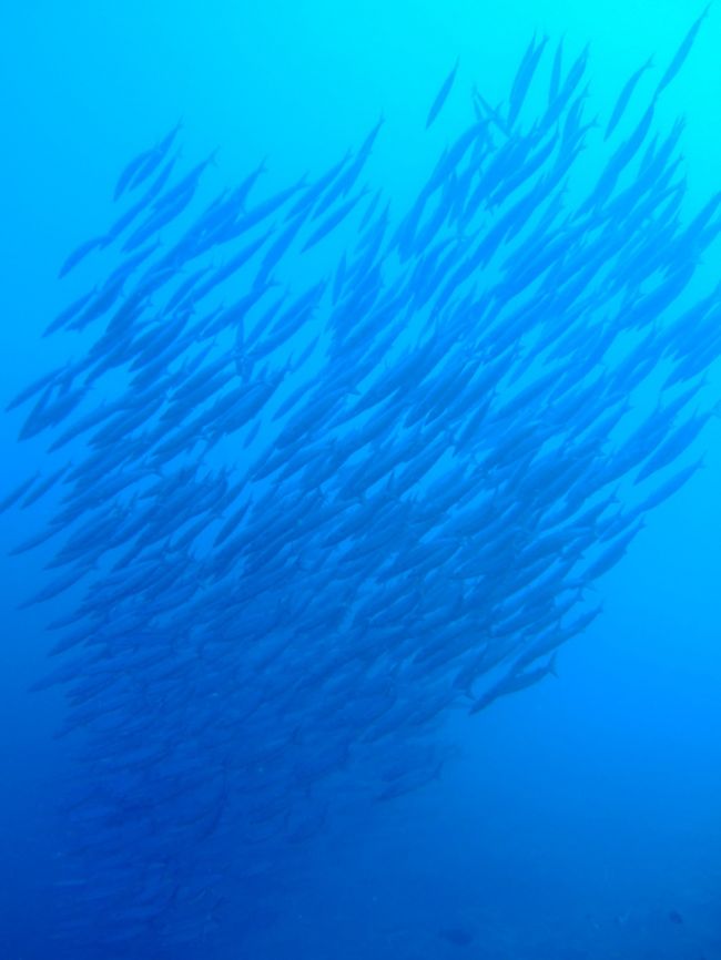イマズニ<br />群れを下から見上げて、