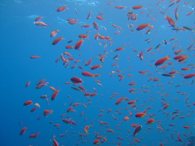 イマズニ<br />安全停止中、キンギョハナダイの群れにも見とれました
