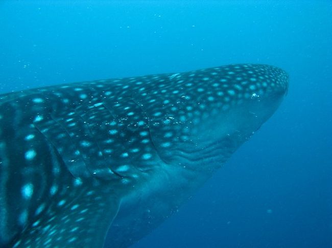 絶海の孤島 ココ島でダイビング ココ島 コスタリカ の旅行記 ブログ By Kumさん フォートラベル 絶海の孤島 ココ島でダイビング ココ島 コスタリカ の旅行記 ブログ By Kumさん フォートラベル