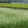 ２００８蕎麦の花咲く頃　大糸線（安曇野～はくば）