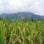 ２００８蕎麦の花咲く頃　大糸線（安曇野～はくば）