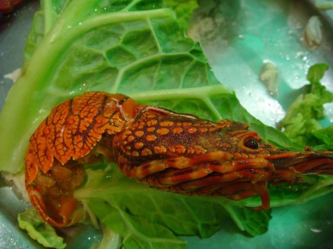 この海老ちゃんの名前は分からないのですが、体長５?くらいの小さなもの。