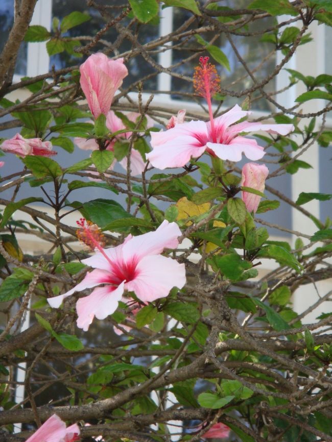 ハイビスカスが咲いていました。<br /><br />ここは、エストリルやカスカイスのような高級感はないけれど、地元市民が楽しめるお手頃リゾートです。