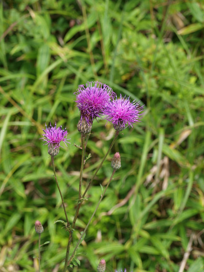 タムラソウというようです