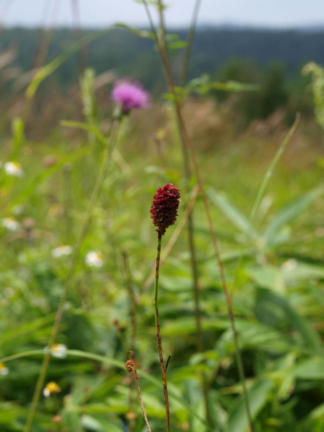 ワレモコウという花でしょうか