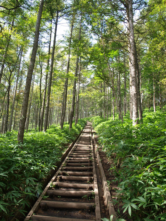 山道をさらに進みます