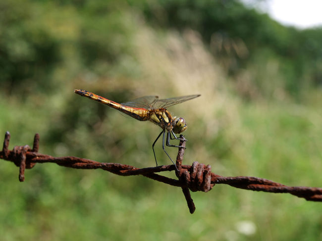 蜻蛉がいました