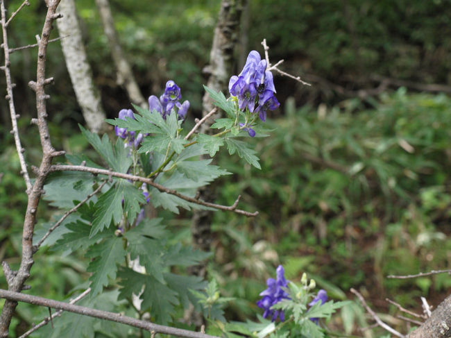 名前はわかりません