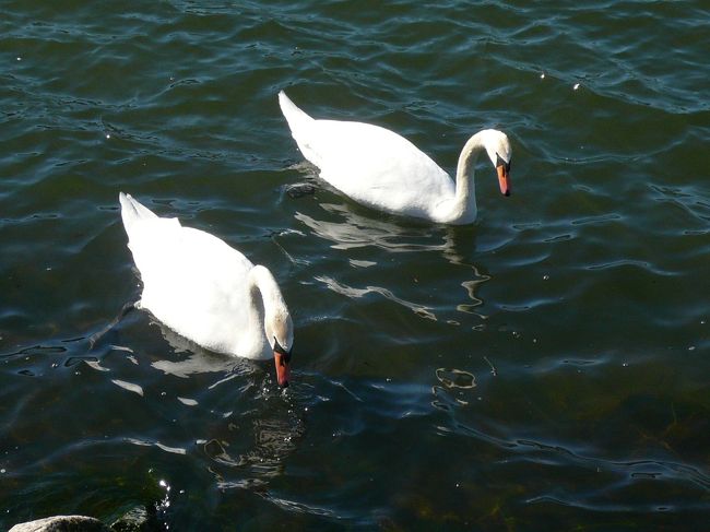 白鳥がいます。<br />