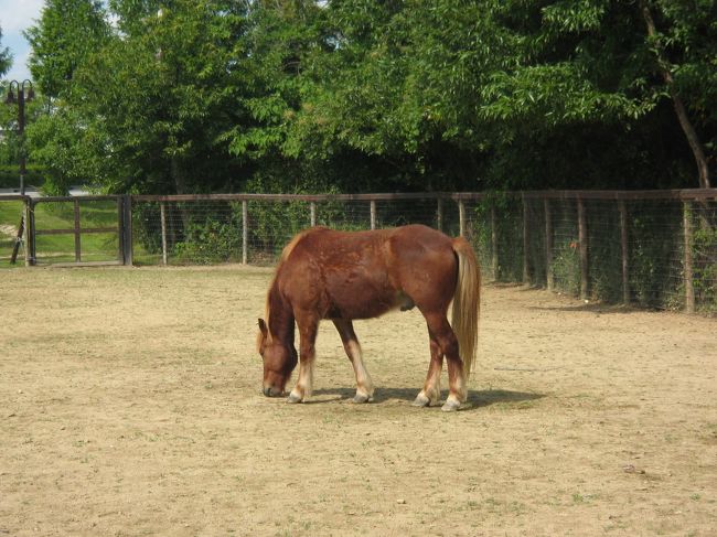 キレイですね〜馬って・・・。<br /><br />乗ってみたいなあ〜♪<br /><br />今ちまたで人気の「ジョウバ」は電気屋さんで<br /><br />体験済みで〜す（笑）<br /><br /><br />