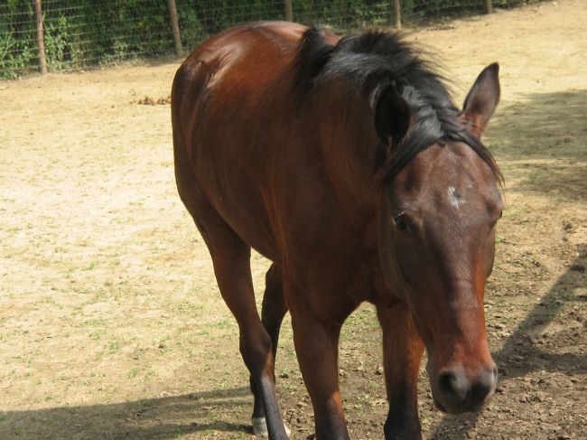 うあっーーー！急に接近！<br /><br />あまりに近くまで来たのでビックリです。<br /><br />慣れてないのでちょっと怖かったかも？<br /><br />でも、お陰でとってもキレイな優しい馬の目を<br /><br />見れました。