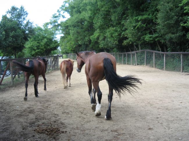 仲良く３頭が並んで走りだしました。<br /><br />