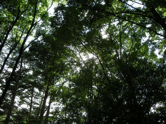 ご飯食べた後は森林浴。。。<br />すばらしい涼しさとマイナスイオン！