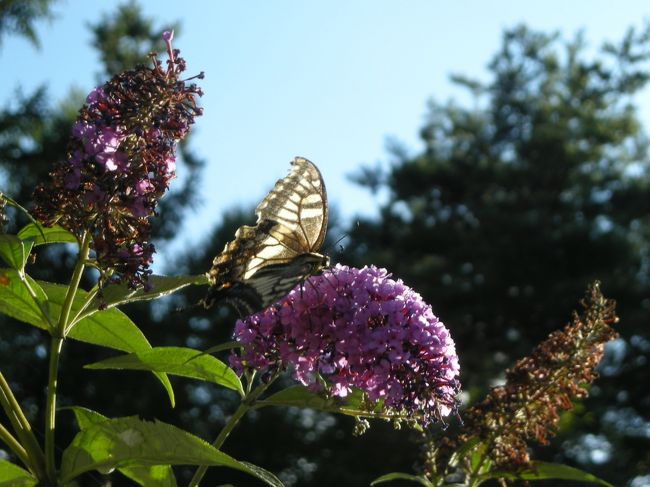 夏だってのにチョウチョがいたので撮ってみました。<br />写真はアゲハ蝶。<br />この他に黒アゲハもいました。