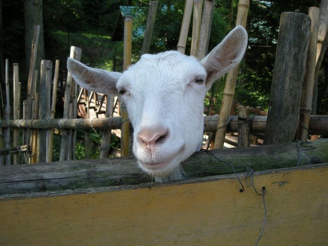 動物もいます。<br />ヤギさん２頭。<br />意外とかわいかったです。